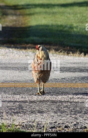 Chicken road españa - Descubre la Exclusiva Aventura de Juego Chicken Road en España en Línea